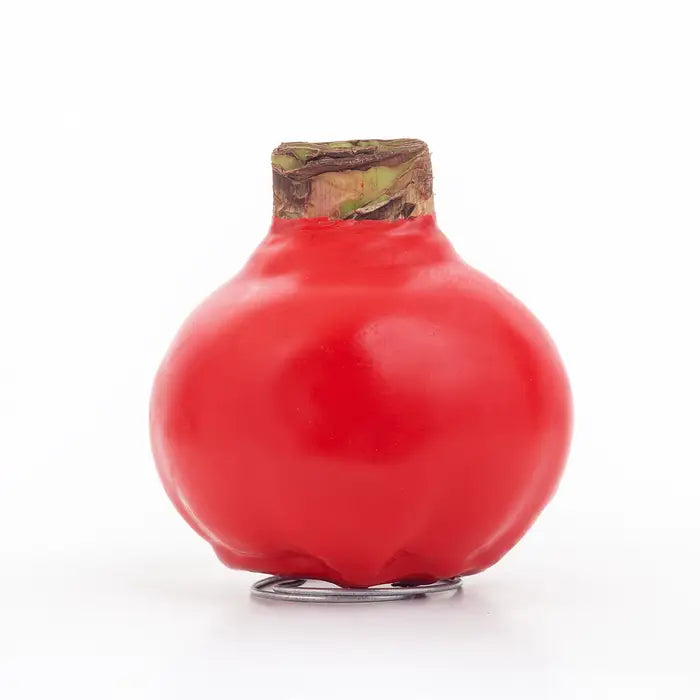 Wax Dipped Amaryllis bulbs