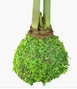 Moss covered Amaryllis bulbs