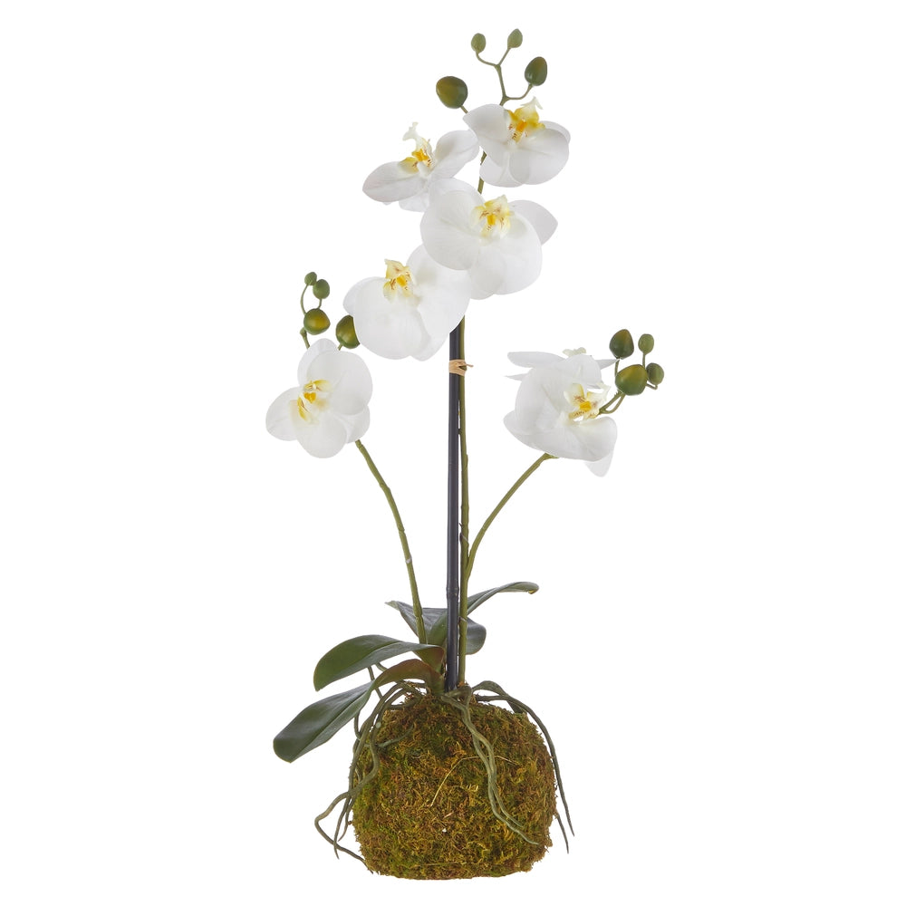 23.75" Real Touch White Orchid with Moss Ball