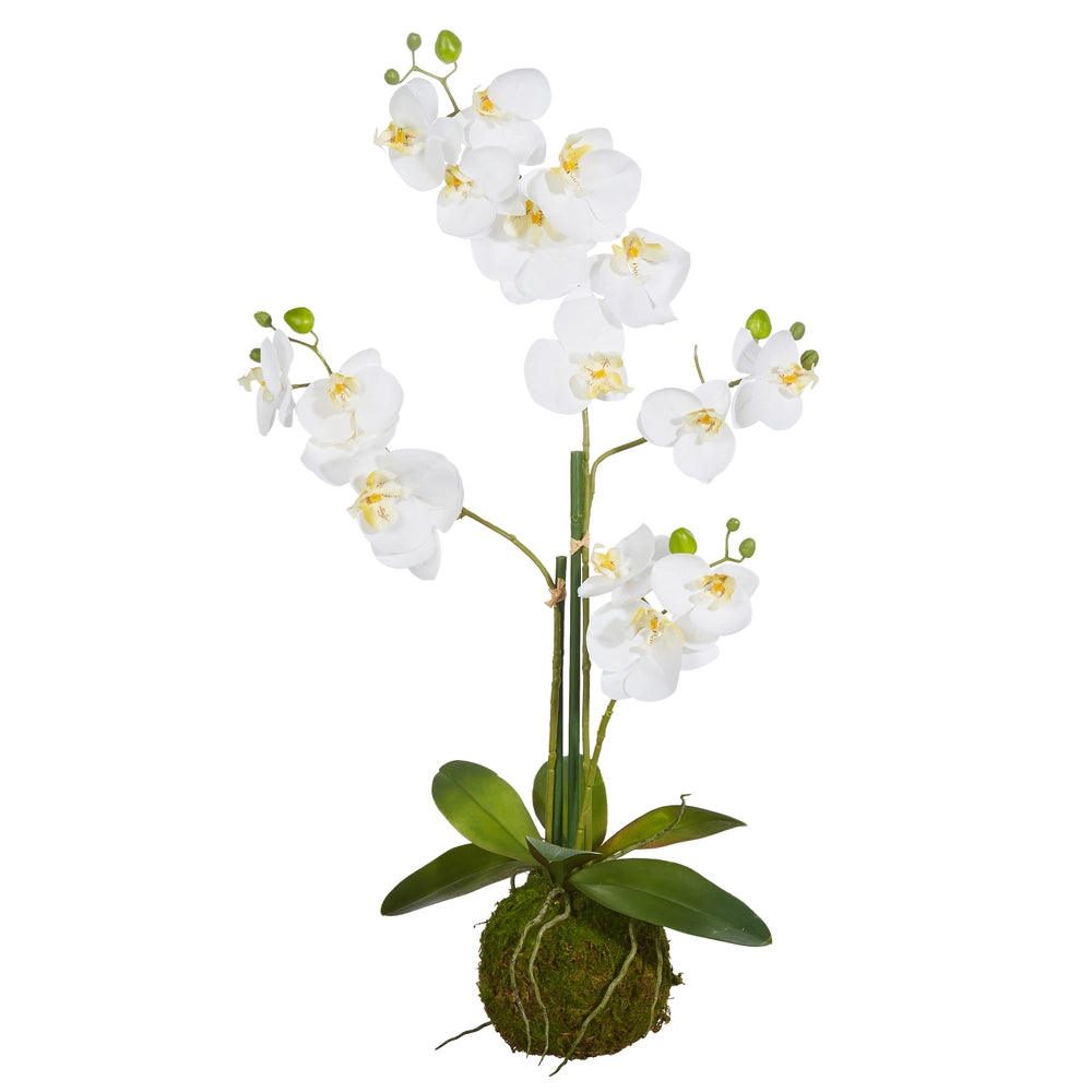 31" White Orchid with Moss Ball