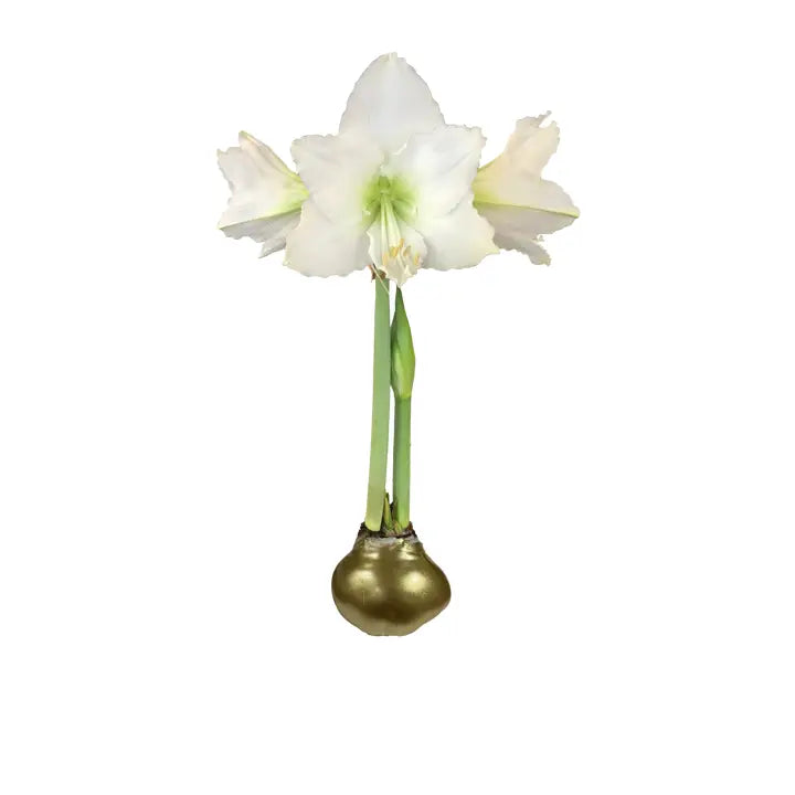 Wax Dipped Amaryllis bulbs