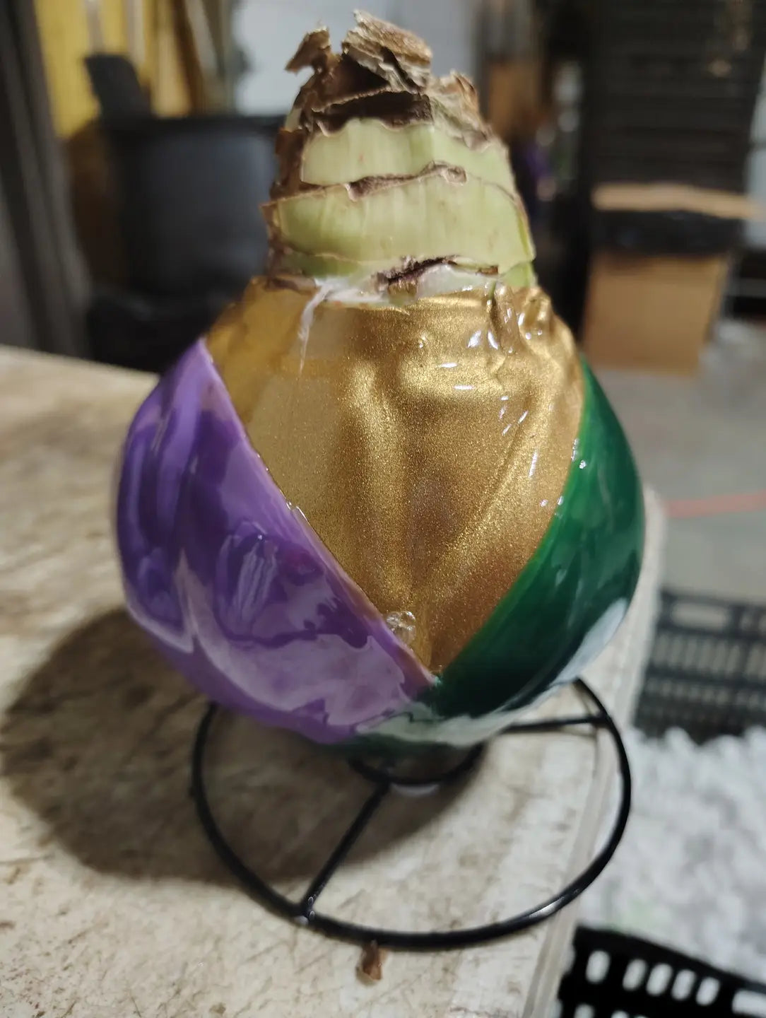 Wax Dipped Amaryllis bulbs