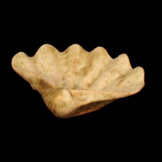 Small Shell